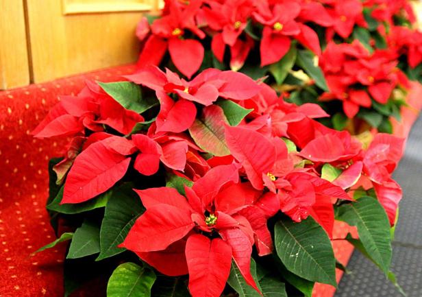 Święto Akademii Morskiej w Gdyni, fot. Magdalena Zajk